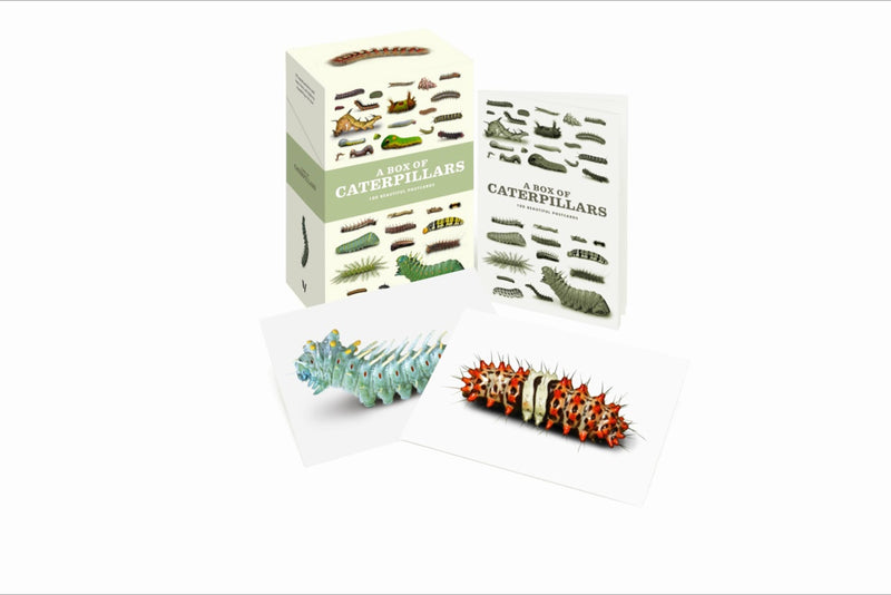 A Box of Caterpillars
