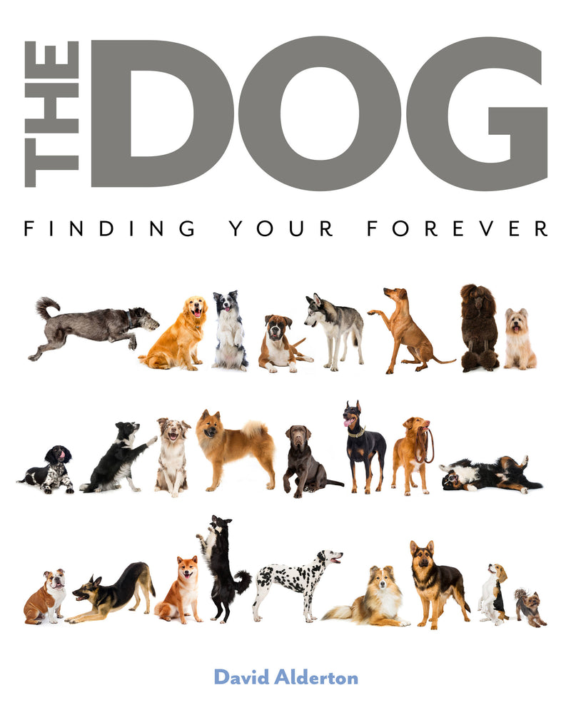 The Dog