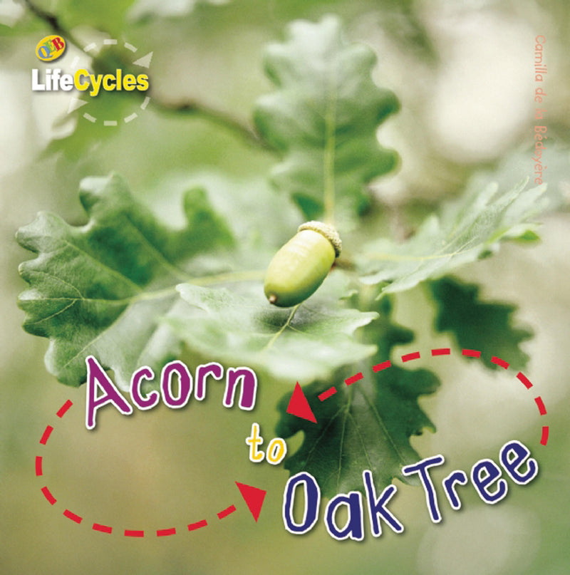 Acorn to Oak Tree