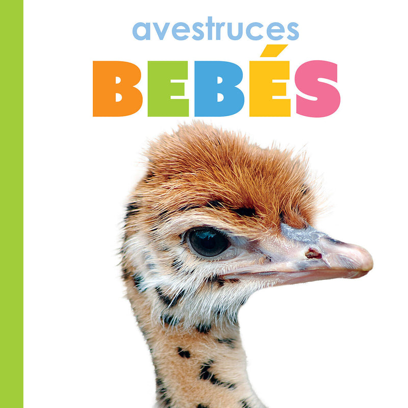 Avestruces bebés