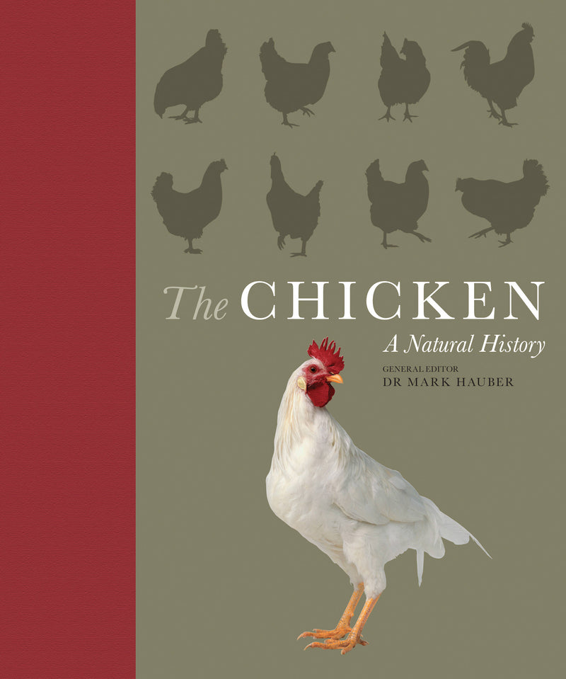 The Chicken