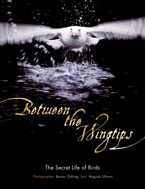 Between the Wingtips