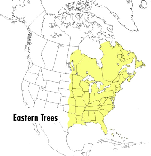 A Peterson Field Guide To Eastern Trees