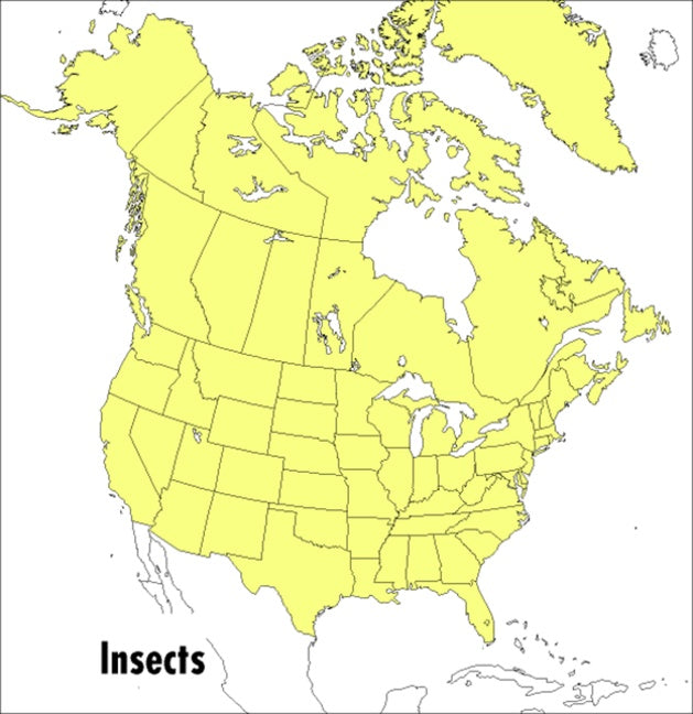 A Peterson Field Guide To Insects