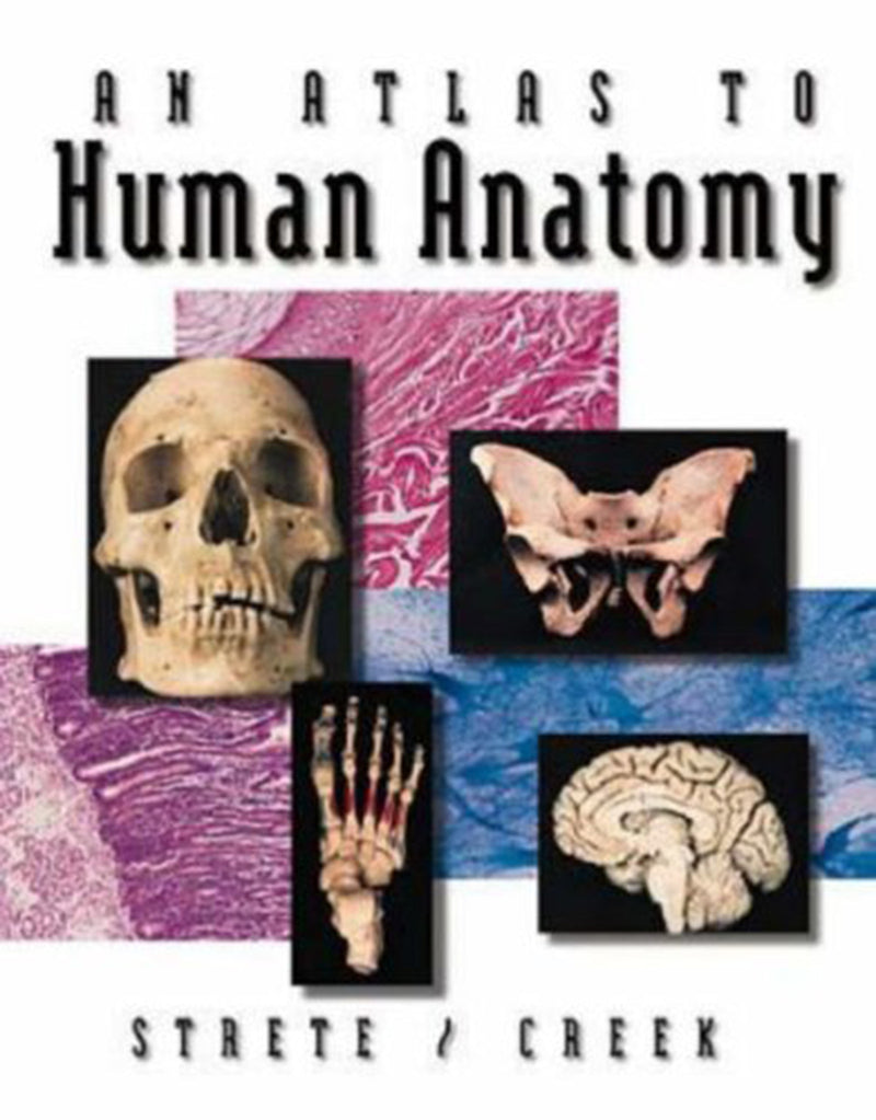 An Atlas To Human Anatomy By Strete Creek