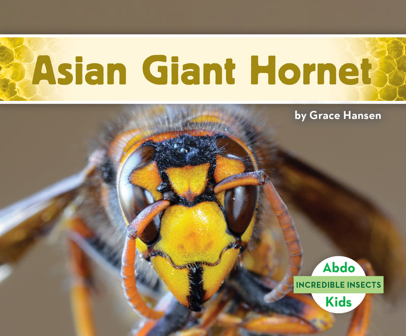 Asian Giant Hornet