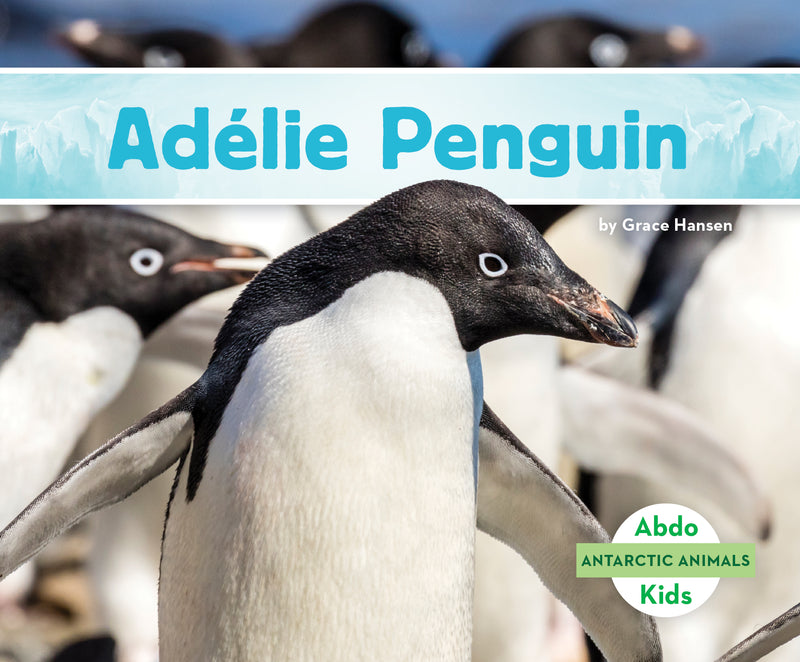 Adelie Penguin