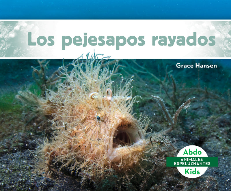 Los pejesapos rayados (Hairy Frogfish)
