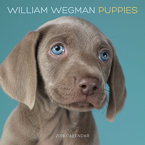 William Wegman Puppies 2019 Wall Calendar