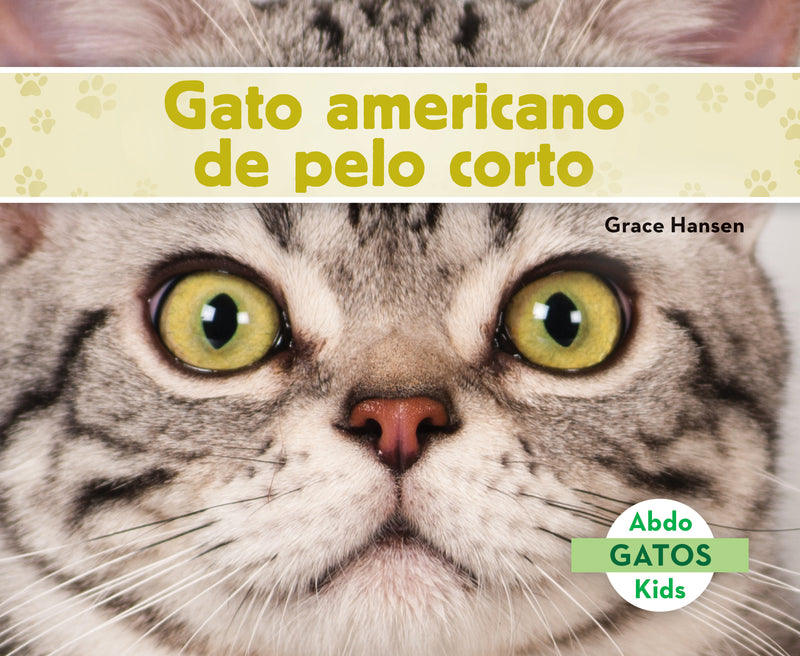 Gato americano de pelo corto (American Shorthair Cats)