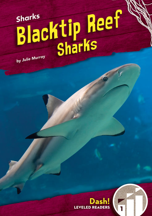 Blacktip Reef Sharks