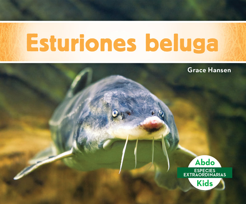 Esturiones beluga (Beluga Sturgeons)