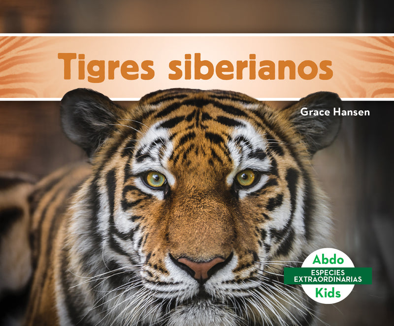 Tigres siberianos (Siberian Tigers)
