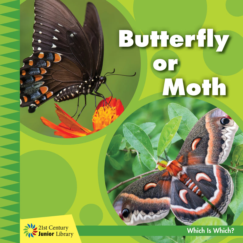 Butterfly or Moth