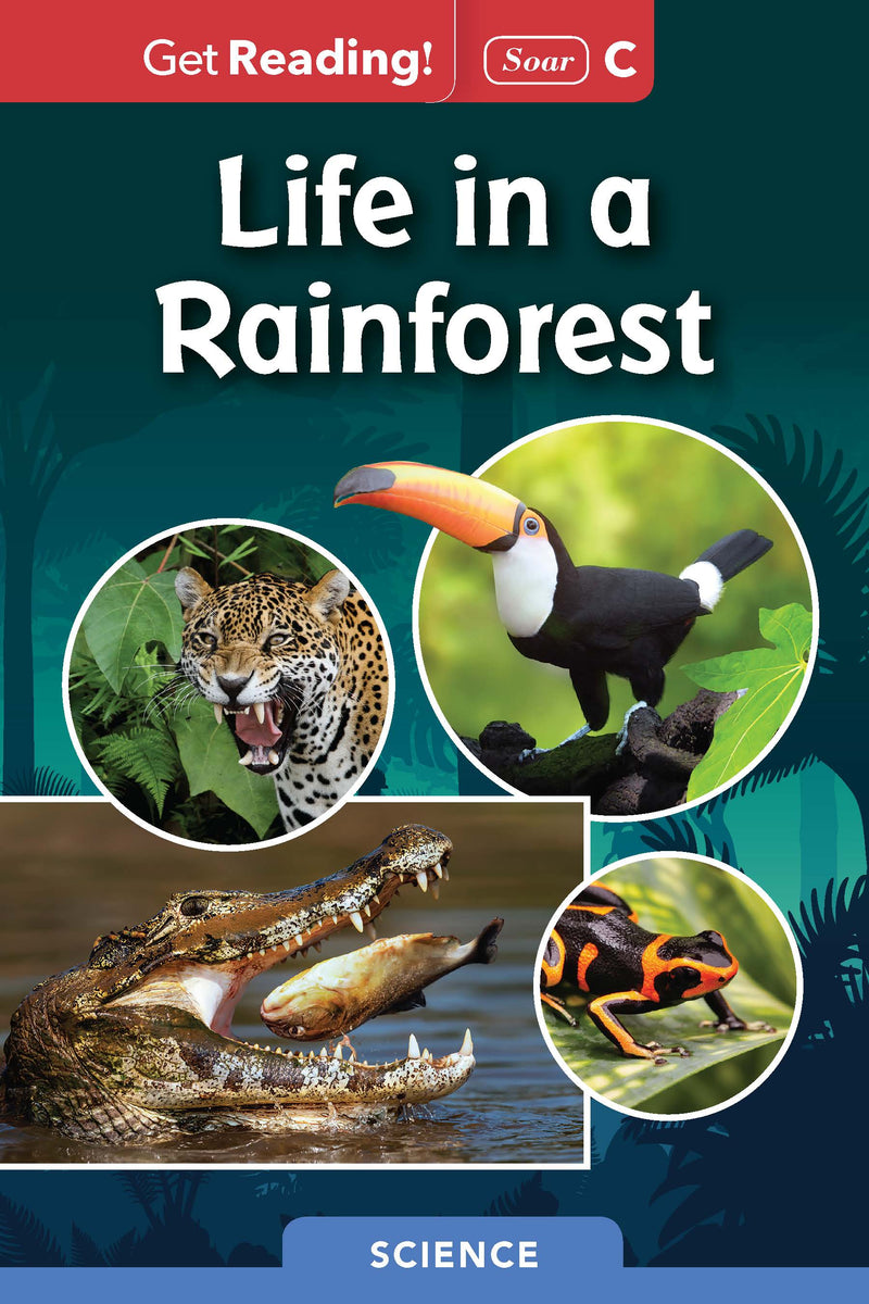 Life in a Rainforest