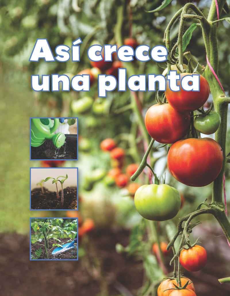Así crece una planta