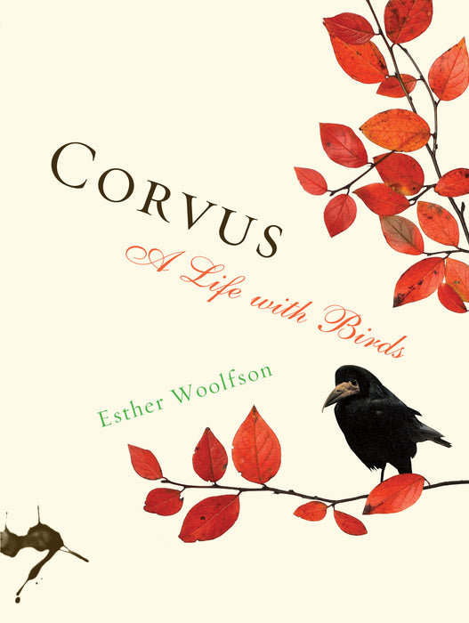 Corvus