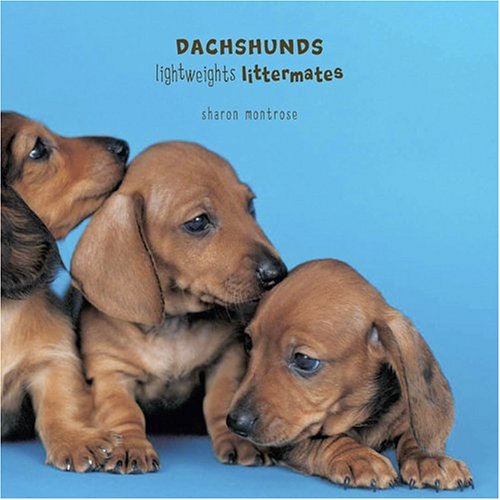 Dachsunds Lightweight Littermates