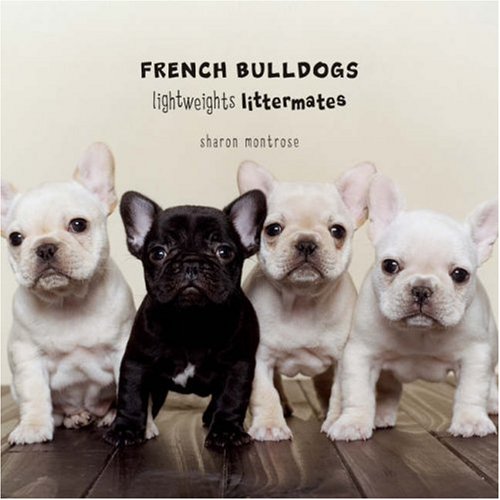 French Bulldogs