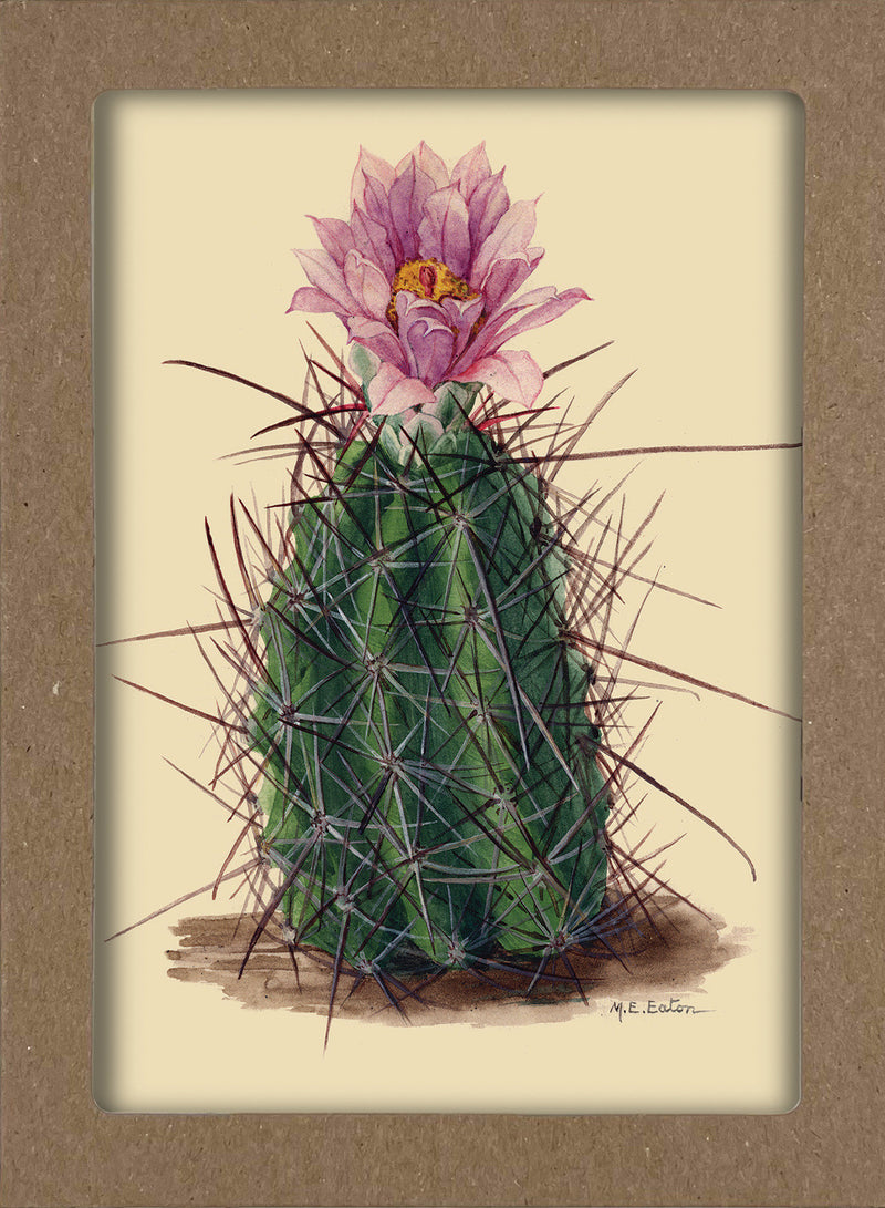 Smithsonian Cacti Notecard Set - Artwork by Mary Emily Eaton: 8 Blank Notecards of 4 Designs & Envelopes