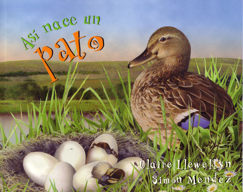 Así nace… un pato