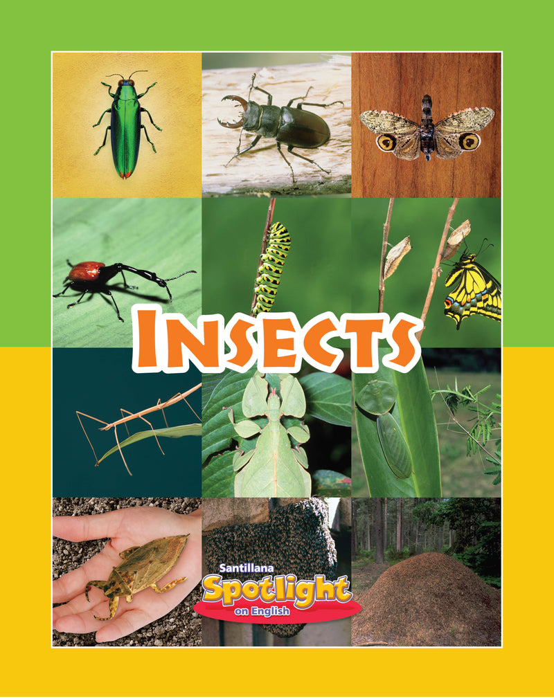 Insects