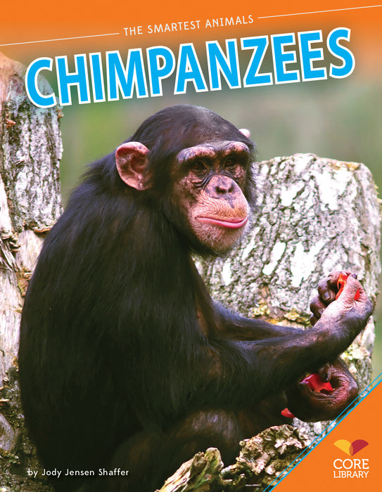 Chimpanzees