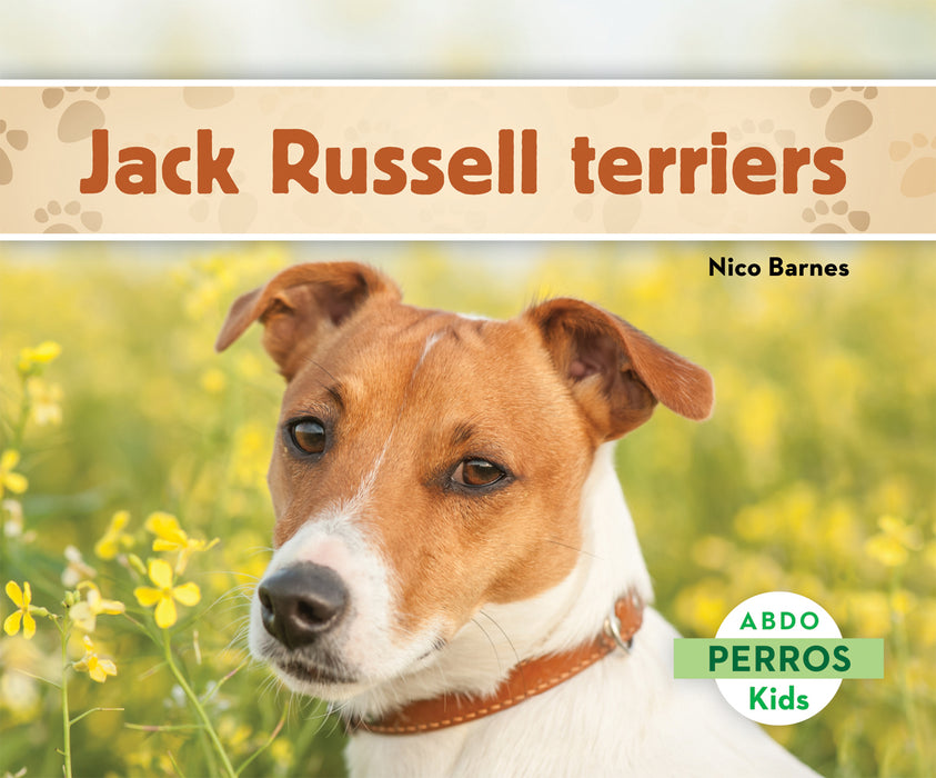 Jack Russell terriers (Jack Russell Terriers)