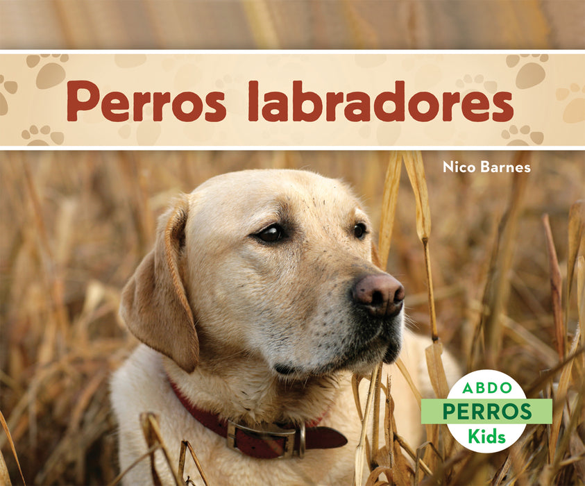 Perros labradores (Labrador Retrievers)