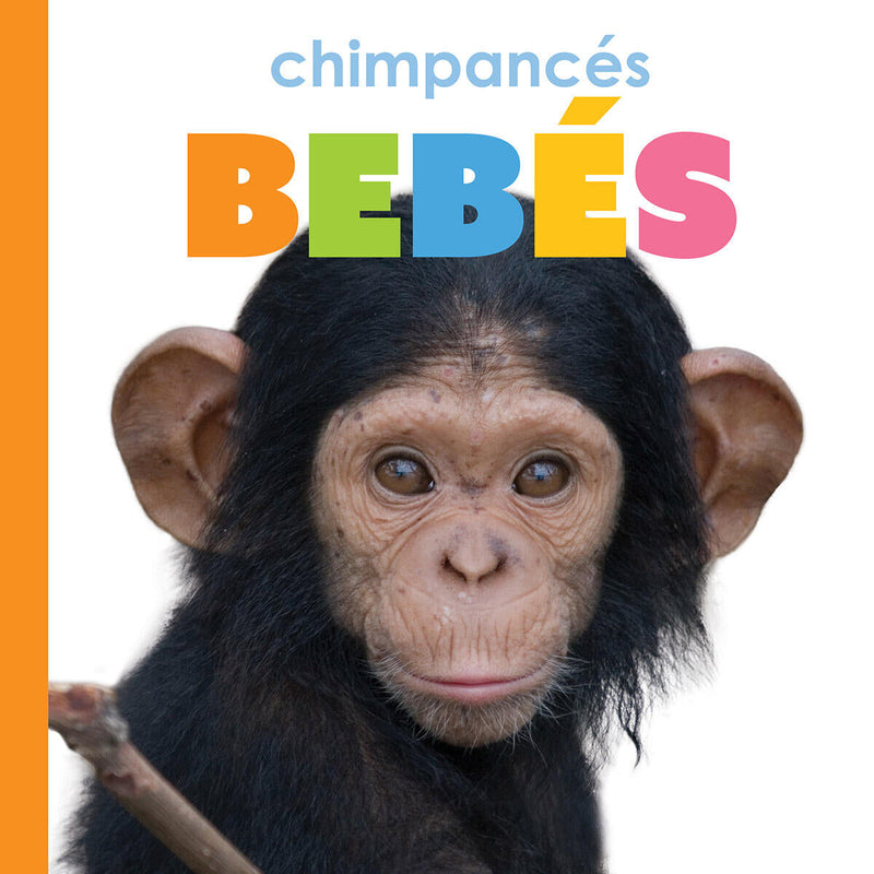 Chimpances bebes