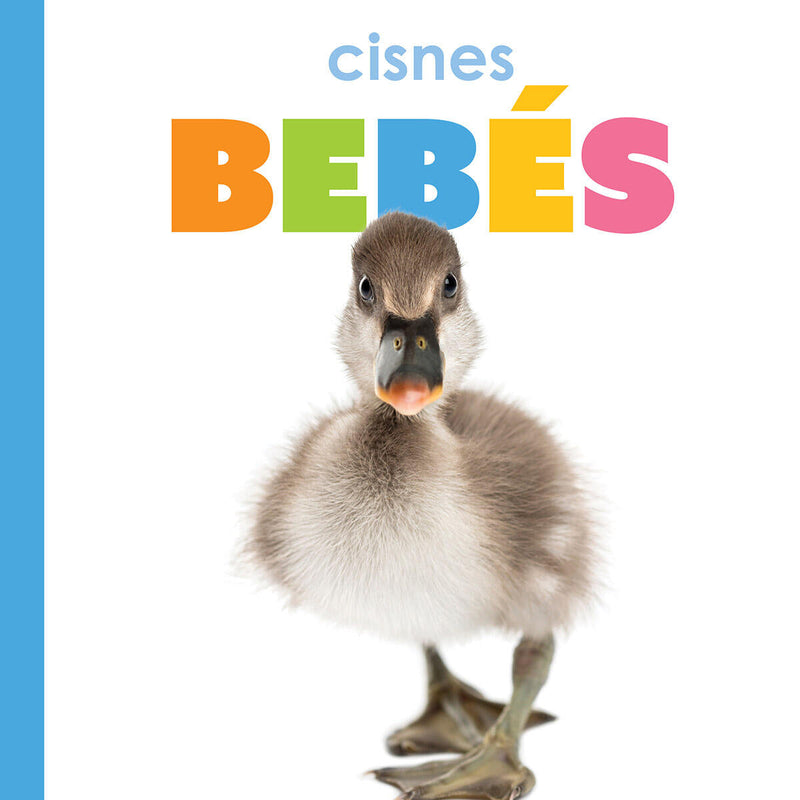 Cisnes bebes