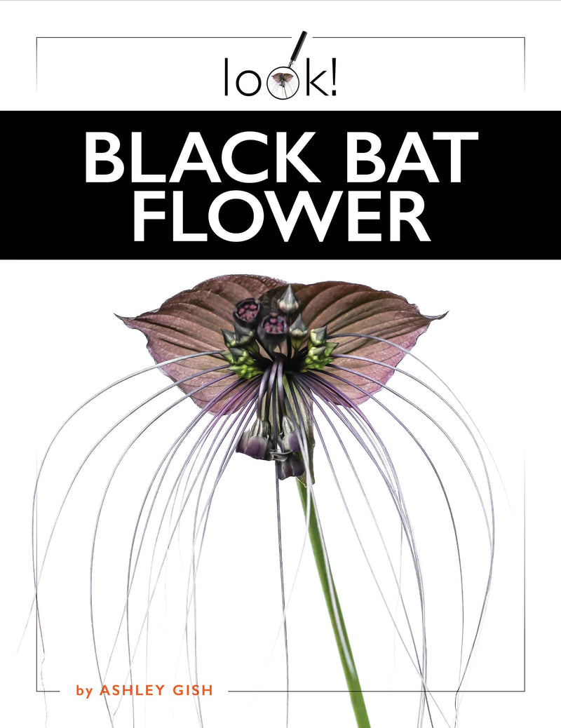 Black Bat Flower