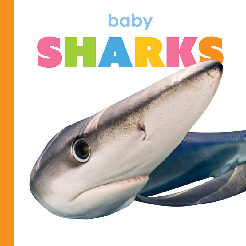 Baby Sharks
