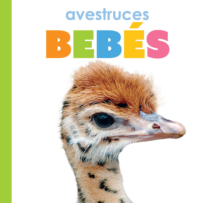 Avestruces bebés