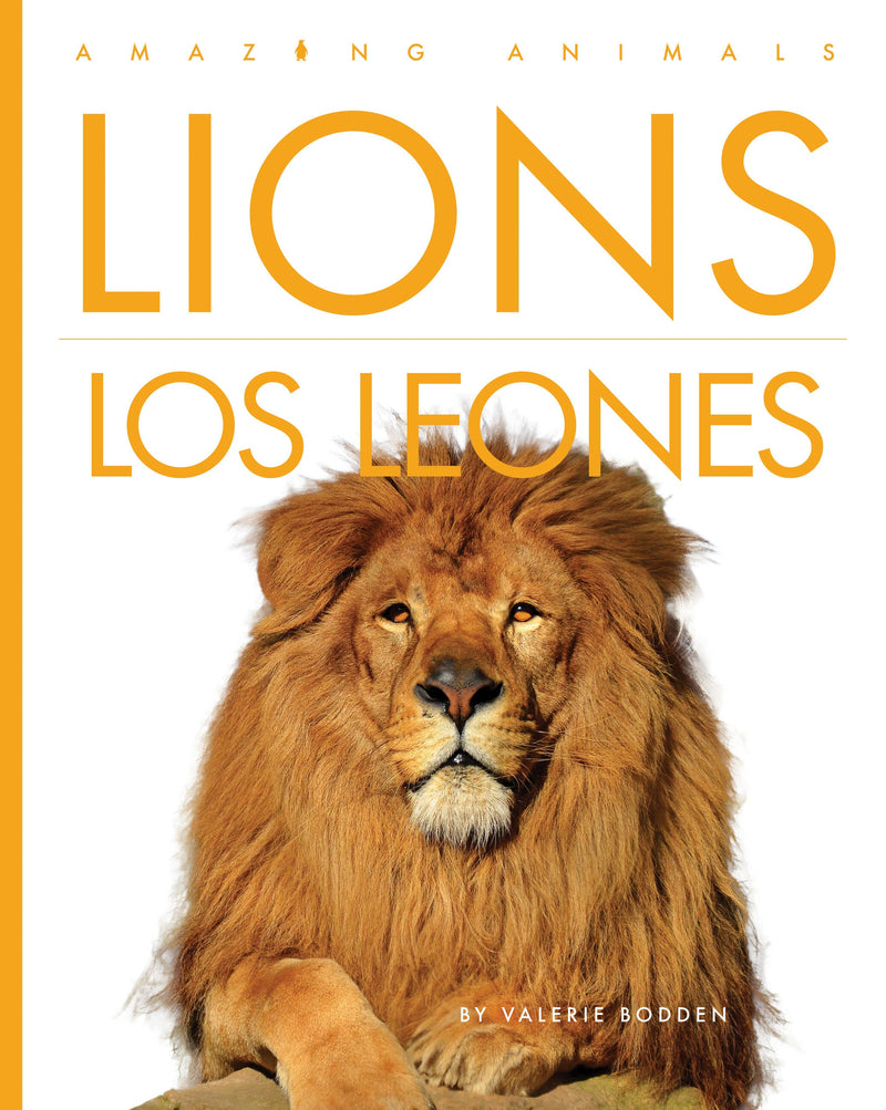 Lions / Los leones