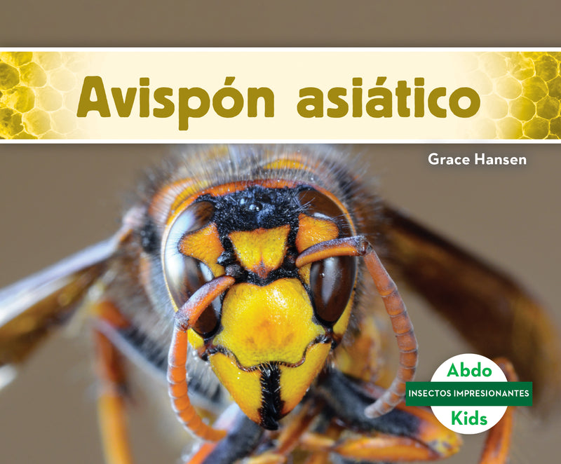 Avispón asiático (Asian Giant Hornet)
