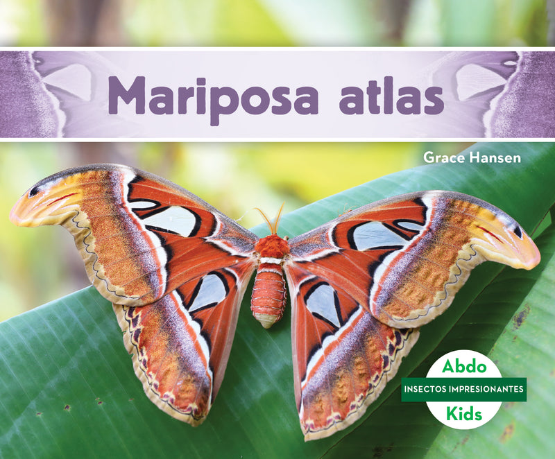 Mariposa atlas (Atlas Moth)