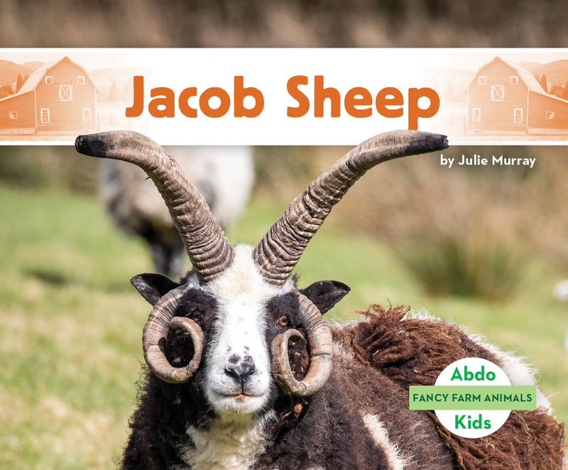 Jacob sheep