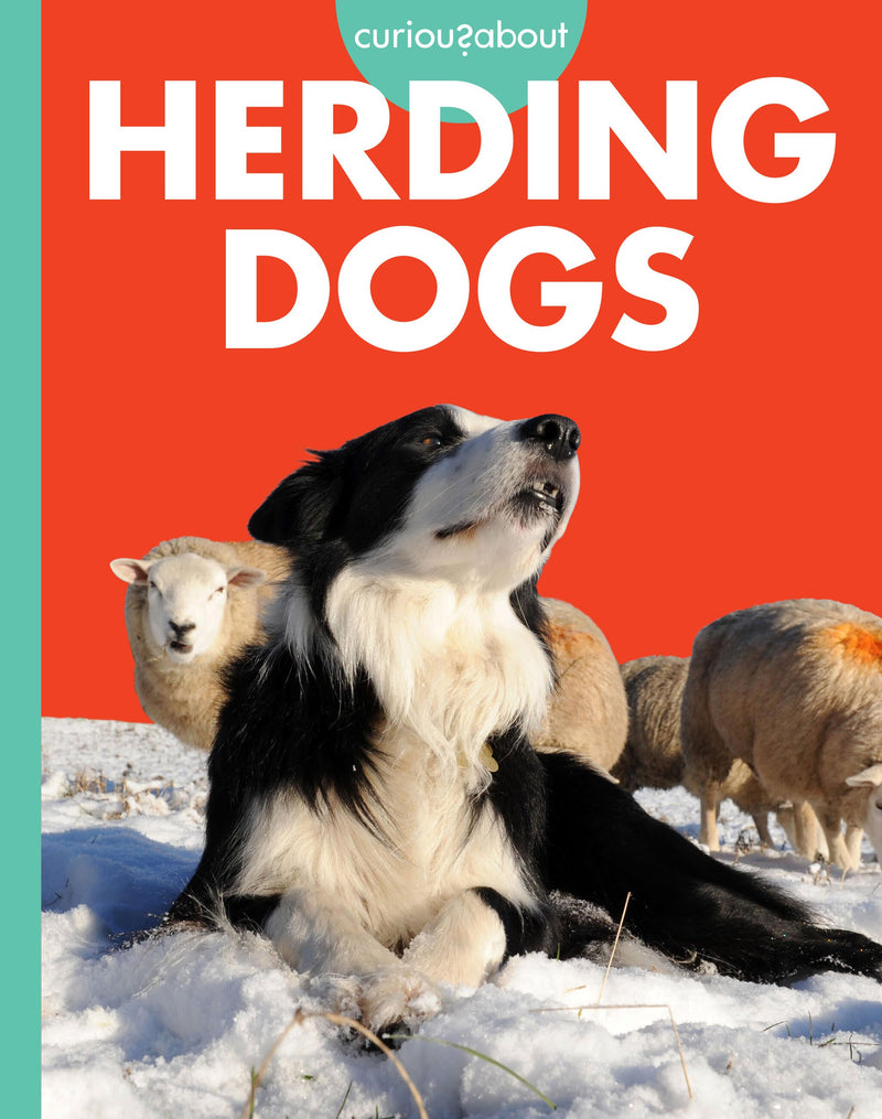 Curious about Herding Dogs