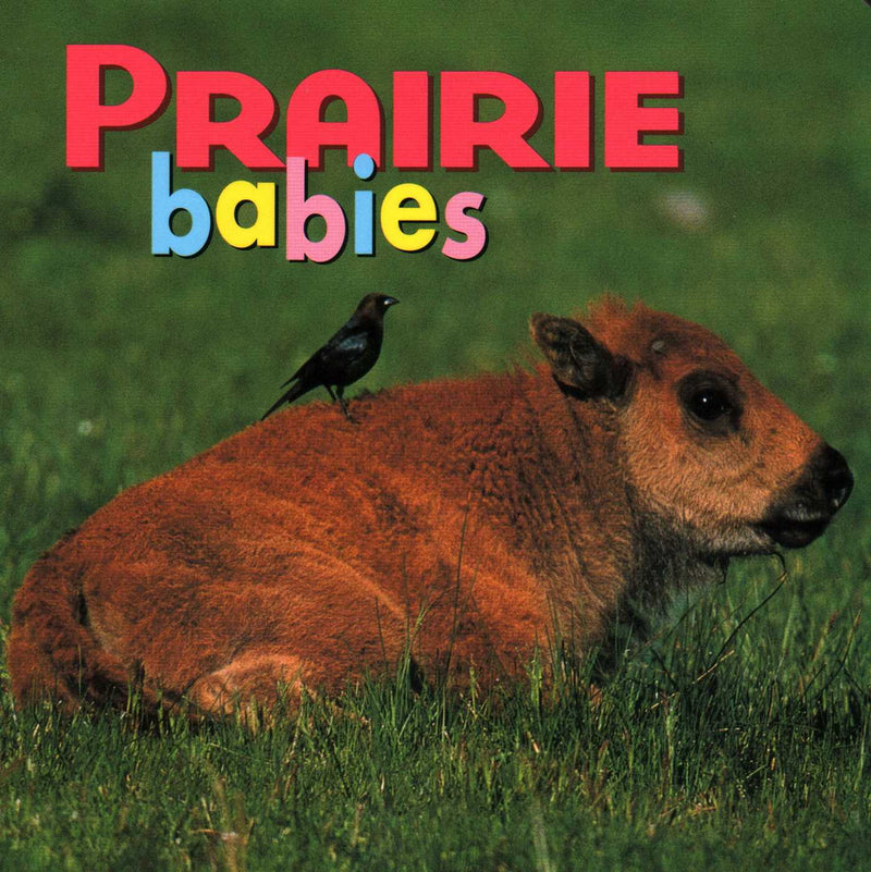 Animal Babies