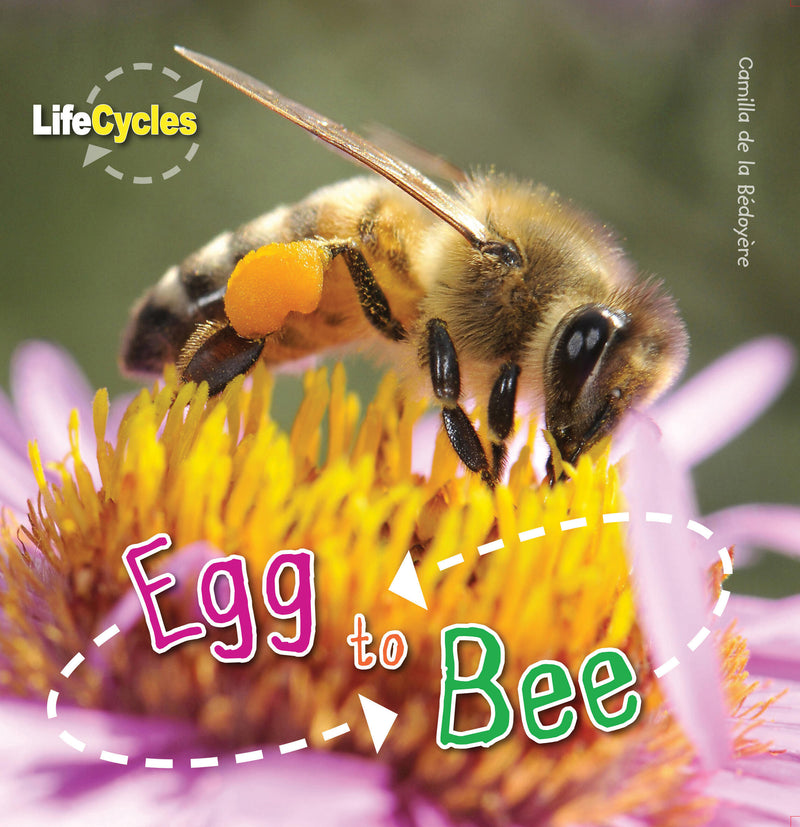 Egg To Bee