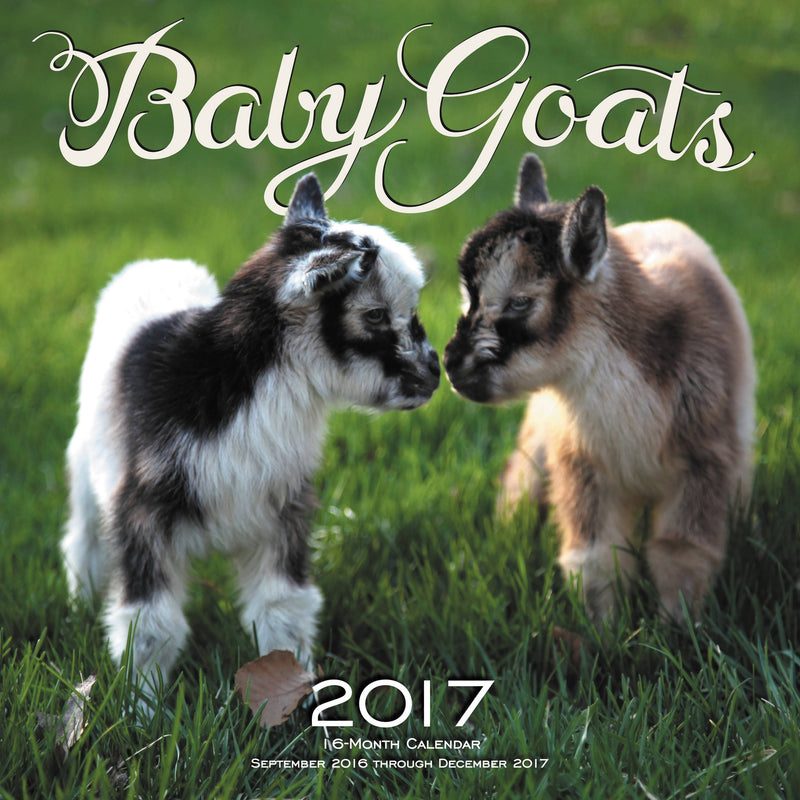 Baby Goats 2017