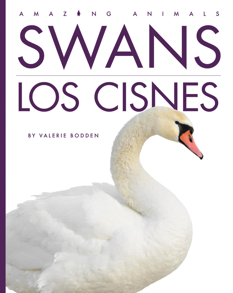 Swans / Los cisnes
