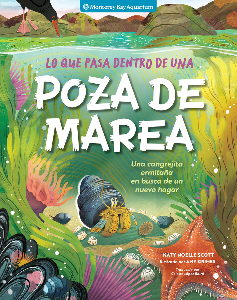 Lo que pasa dentro de una poza de marea