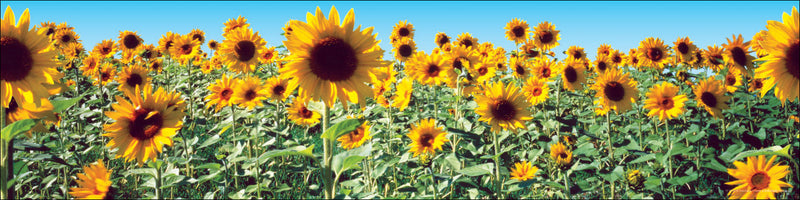 Sunflowers Jumbo Borders