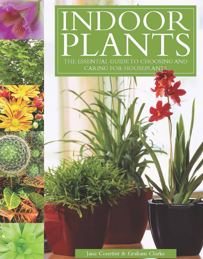 Indoor Plants