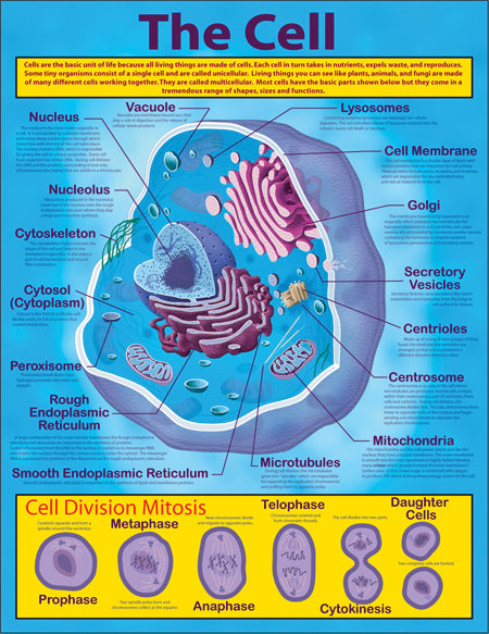 The Cell Chart