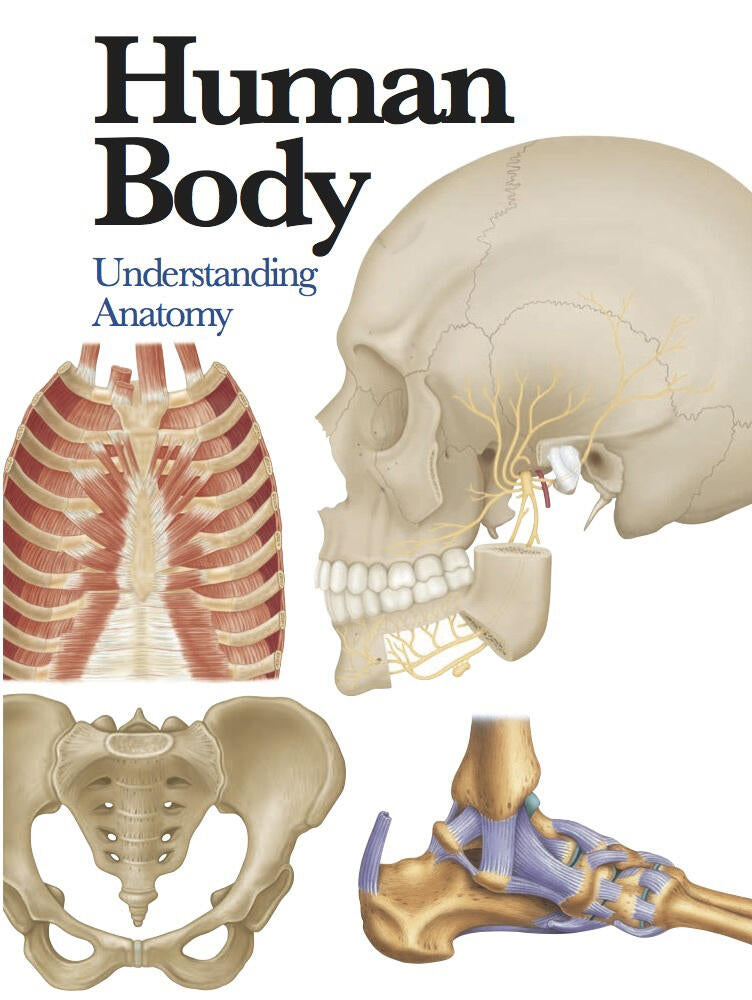 Human Body