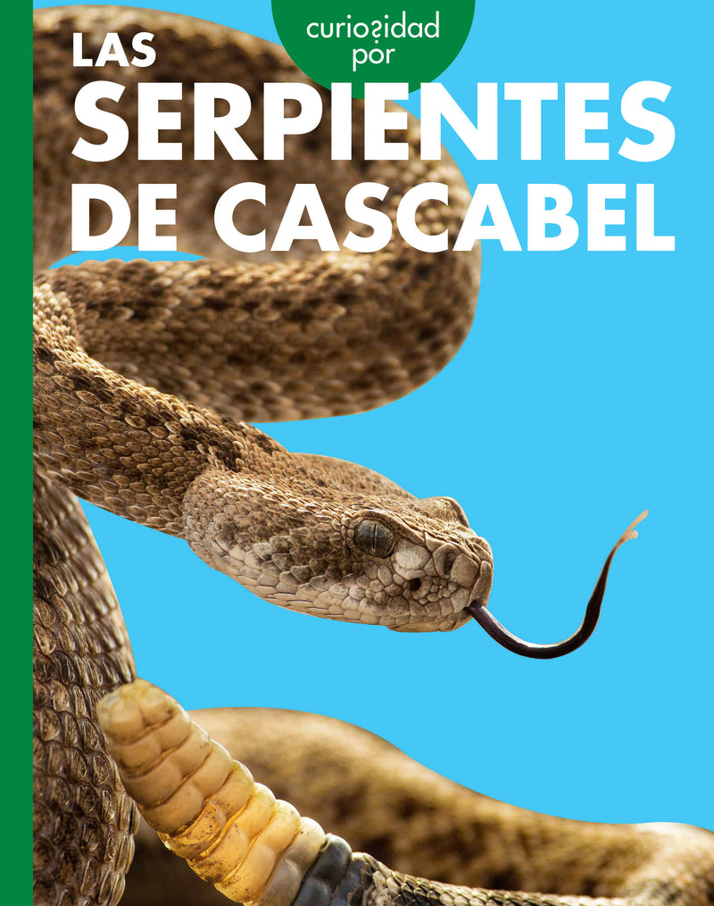 Curiosidad por las serpientes de cascabel