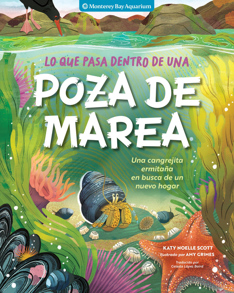 Lo que pasa dentro de una poza de marea